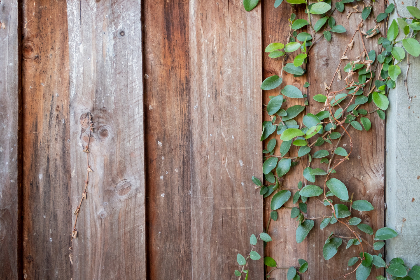 7981平台的优势与潜力,如何在竞争中脱颖而出