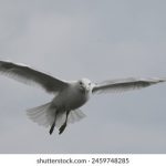 2028体育官方下载:让你实时掌握赛事动态与精彩回放 m1wa2