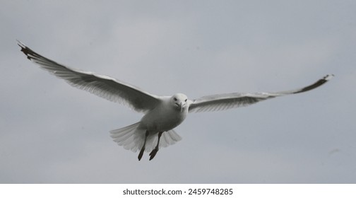 2028体育官方下载:让你实时掌握赛事动态与精彩回放