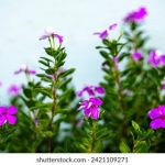 3377体育官网全方位解析:游戏种类与用户体验的完美结合 qu8fg