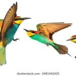 79 net必赢平台评测:选择最佳在线博彩网站的技巧 yai6xk2