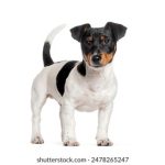 678体育官网:探索全新体育赛事直播体验与精彩内容 zy1ou